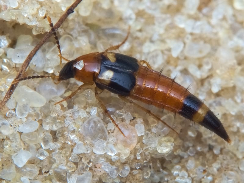 Lordithon lunulatus (Linnaeus, 1761)